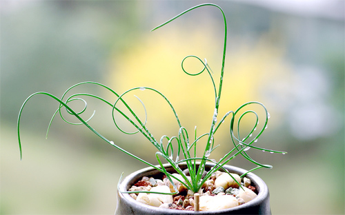 多肉植物 彈簧草 螺旋草