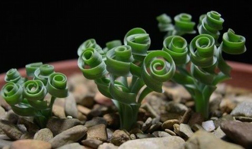 多肉植物 彈簧草 螺旋草