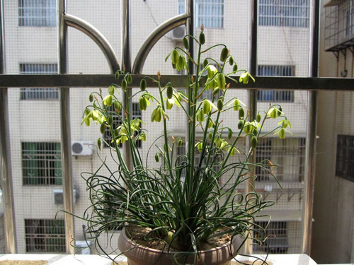 多肉植物 彈簧草 螺旋草