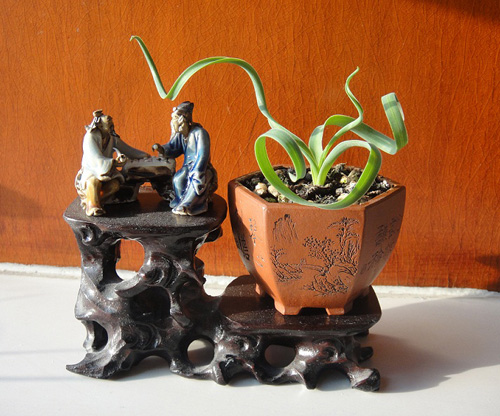 多肉植物 彈簧草 螺旋草