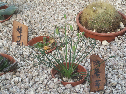 多肉植物 彈簧草 螺旋草