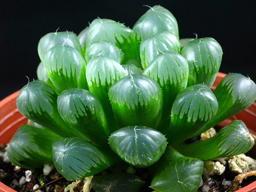 多肉植物 玉露 十二卷屬