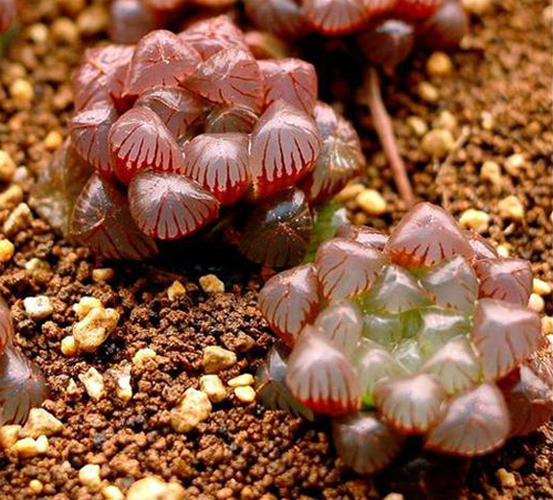 多肉植物 玉露 十二卷屬