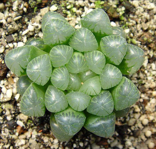 多肉植物 玉露 十二卷屬