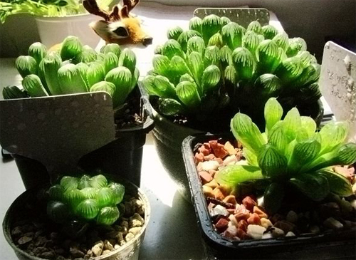 多肉植物 玉露 十二卷屬