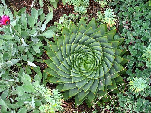 多肉植物 所羅門蘆薈 多葉蘆薈