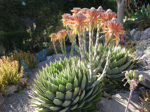 多肉植物 所羅門蘆薈 多葉蘆薈