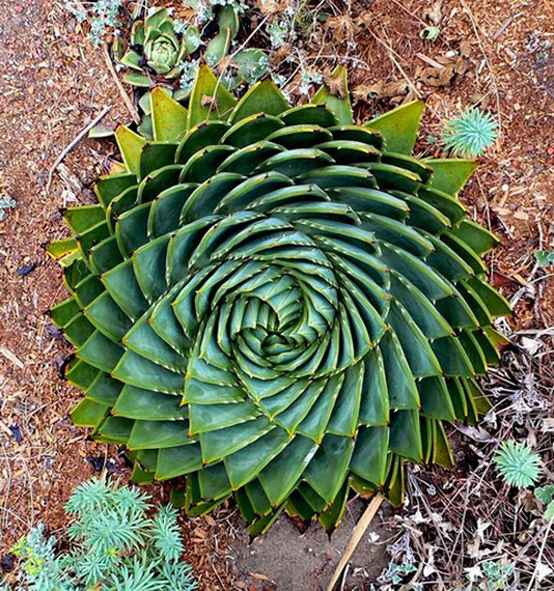多肉植物 所羅門蘆薈 多葉蘆薈