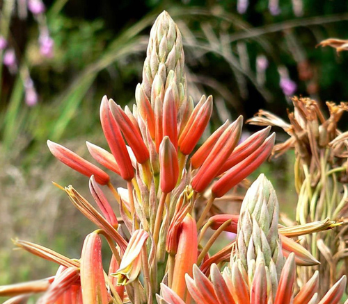 多肉植物 所羅門蘆薈 多葉蘆薈