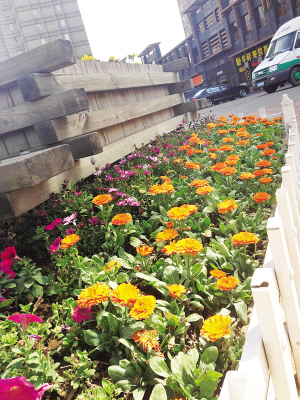 鮮花 花卉 天津