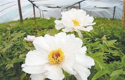 鄭州植物園內(nèi)的牡丹花