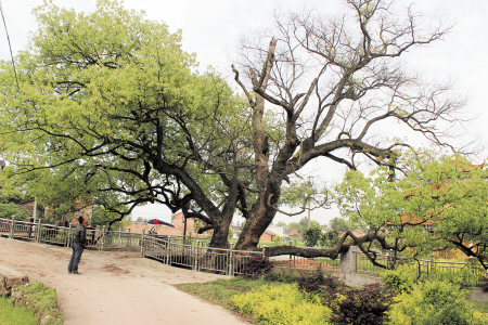 湖南 古樟 植物保護