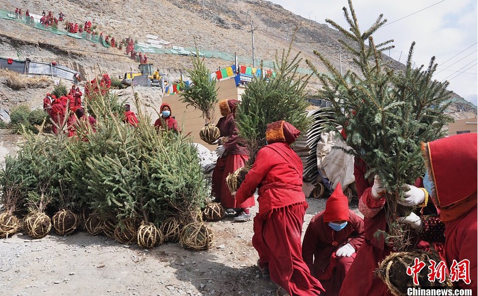 玉樹 植樹 綠化
