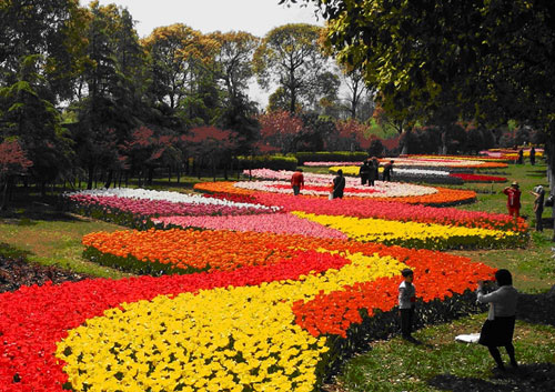 郁金香 鮮花港 上海
