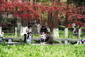 南京 楓葉 綠化