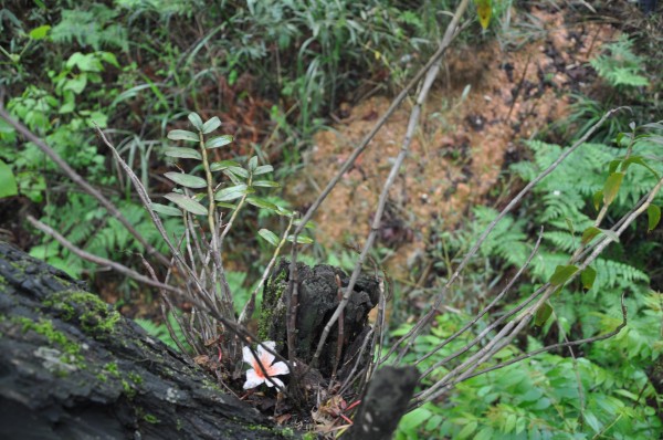 石斛 貴州 植物保護