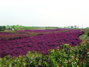 風景園林師 園林師 苗木種植
