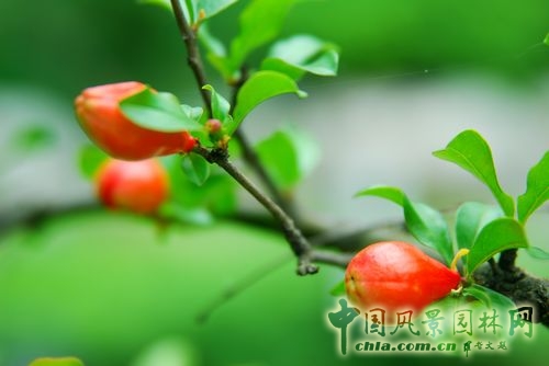 園林景觀 景觀設(shè)計 園冶杯 項目展示