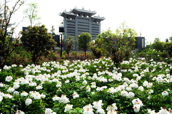 河南 牡丹 園博園