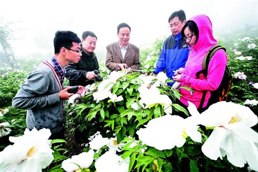 牡丹 湖北 品種