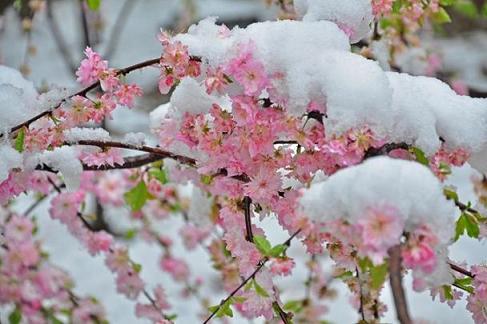 青州 花卉 雪景