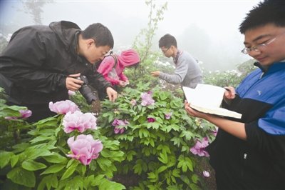 湖北 牡丹 資源