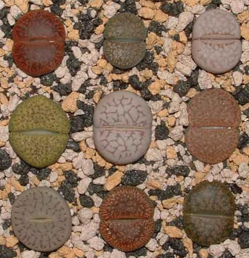 多肉植物 石生花 番杏