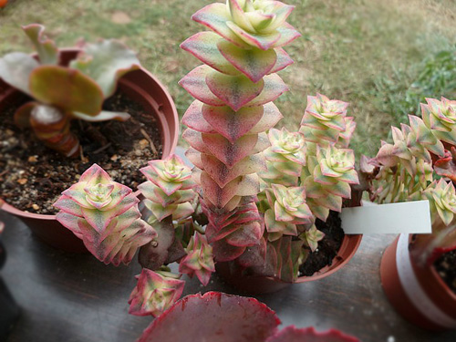 多肉植物 星乙女錦 青鎖龍屬