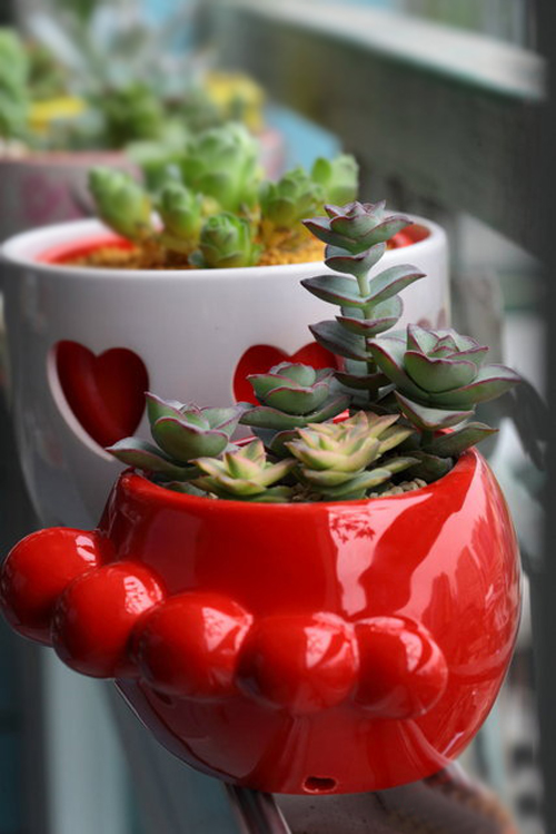 多肉植物 星乙女錦 青鎖龍屬