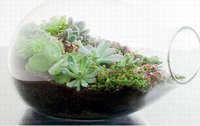 瓶?jī)?nèi)植物