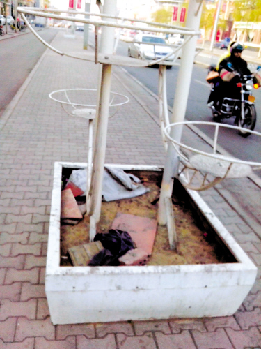 內蒙古 綠化 盆景