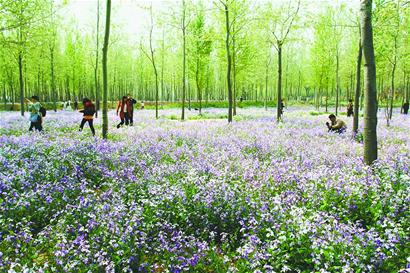 濟南 花卉 泉城