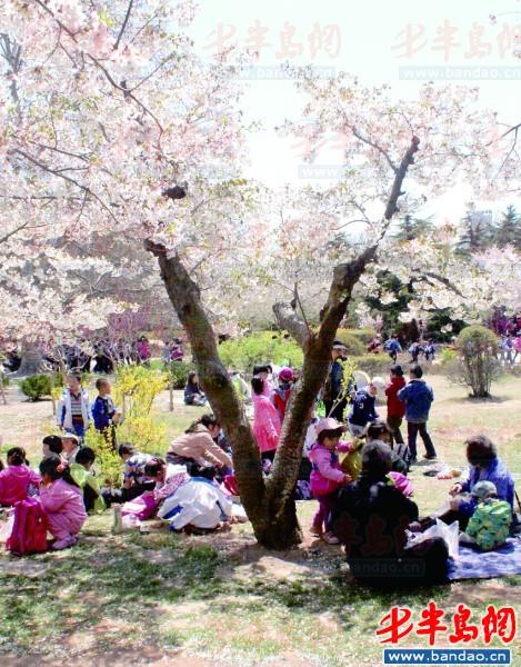 中山公園 櫻花 青島