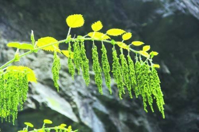 神農架 蕁麻 吳征鎰