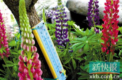 華南植物園 魯冰花 文化