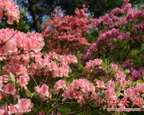 杜鵑 湖北 花卉