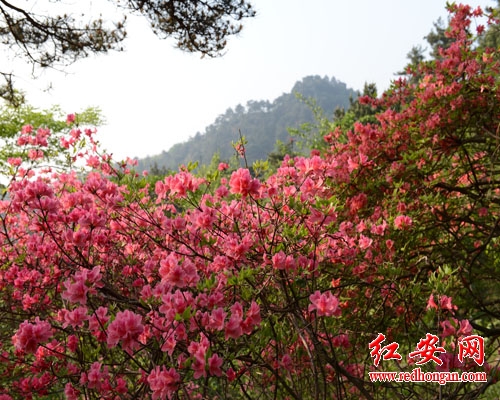 杜鵑 湖北 花卉