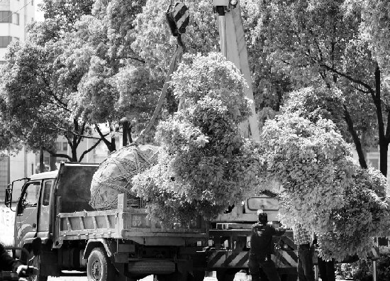 在金東新城區(qū)光南路上，一棵樟樹被吊上汽車準(zhǔn)備送往外地