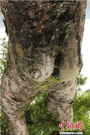 湖南 植物 榕樹(shù)