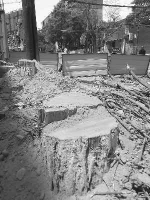 蘭州 綠化 植物保護