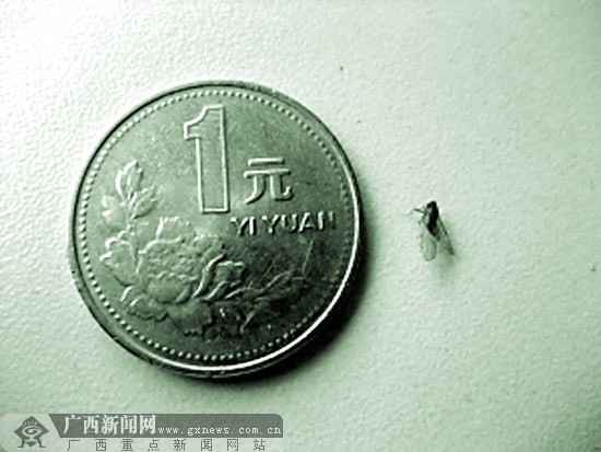 一枚1元硬幣的直徑是25毫米，而葉蟬個(gè)頭很小，估計(jì)只有幾毫米。