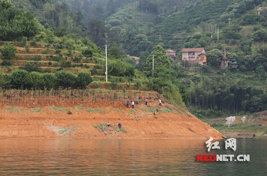 湖南 彩色樹種 植物