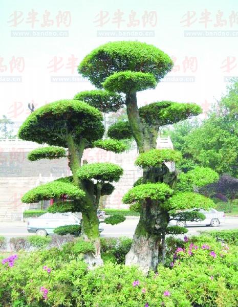 山東 綠化 植樹