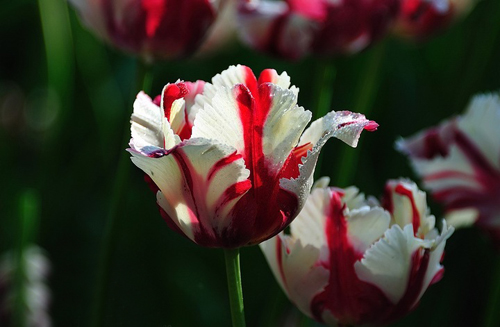 郁金香 鸚鵡 花卉