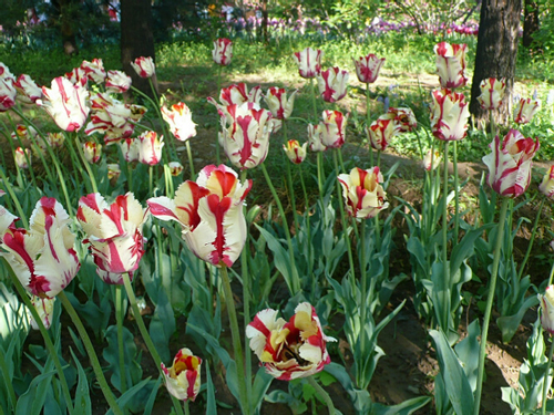 郁金香 鸚鵡 花卉