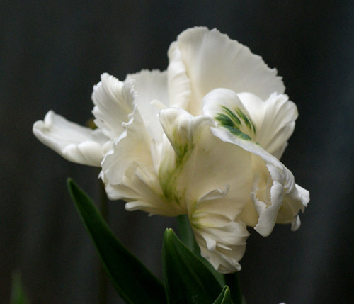 郁金香 鸚鵡 花卉