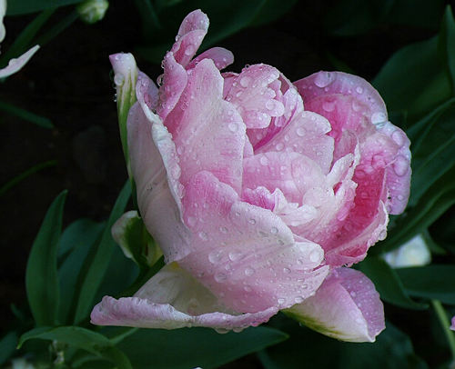 郁金香 達(dá)爾文 花卉