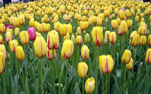 郁金香 達爾文 花卉