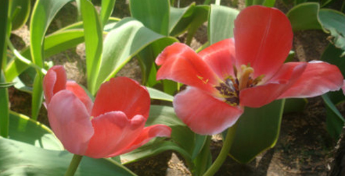 郁金香 達爾文 花卉