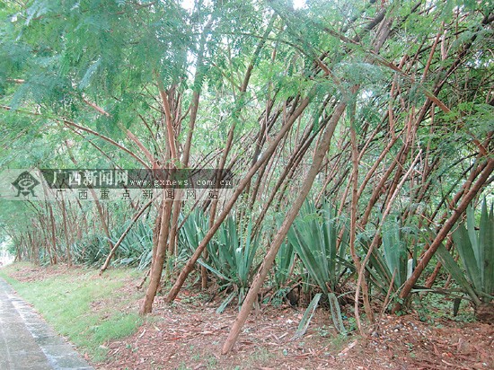 養(yǎng)護(hù)管理